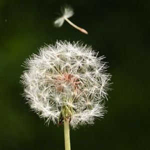 Meet your Posher, Elisa